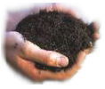 Organic Soil