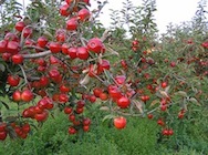 apples